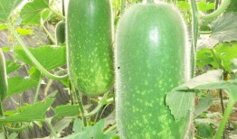 古风网红吃瓜图片,揭秘网络红人幕后趣闻